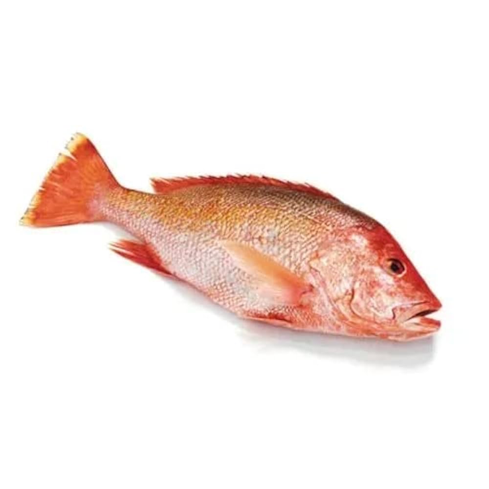 Red Snapper